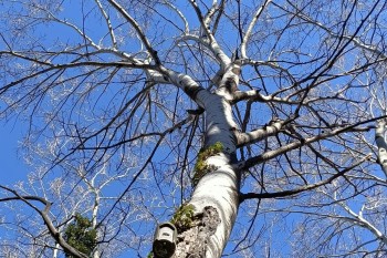 Microreserva La Tremoluga de Naens 2020-2021