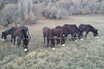 Microreserva del burro catalán