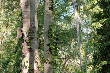 Microreserva La Tremoluga de Naens