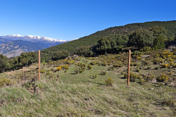 Afavorim les papallones a Buseu 2026